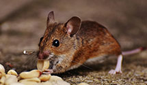 24 Hour & Emergency Exterminators in Norwich, ND